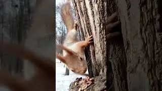 Белка ест орешки / Squirrel eats nuts