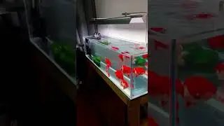 Lovely goldfish tank