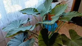 🌴Алоказия Регал Шилдс🌴 