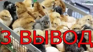 3 вывод цыплят 2023