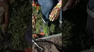 Высадка рассады лука 