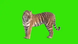[No Copyright ] Tiger ntro No Text Free Download | Copyright Free Top Intro [2021]
