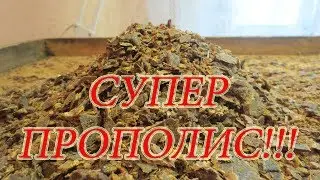 КАК СОБРАТЬ ОТБОРНЫЙ ПРОПОЛИС!!!🔥🔥