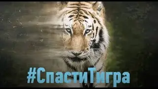 Спасти тигра | Discovery Channel