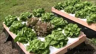 Growing Hydroponic Lettuce Outside with No Electricity