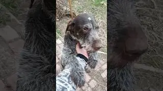 Дратхаарско-татарский чёс