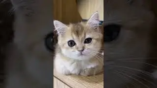 Beautiful Baby 🐥 Kitten 🐈 | Beautiful Cats | Humpty Hobbies