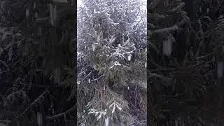 Санта повертається. Подарунки будуть? #shorts