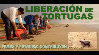Documental Liberación Tortugas Golfo de México | director David Brian Lozano