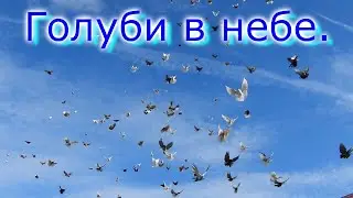 Голуби в небе