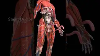Anatomy of the Male Repr0-ductive System ✨♂️