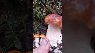 Нашёл ЭТО чудо природы в лесу и обалдел, таких грибов соседей не ожидал. #грибы #лес #карелия