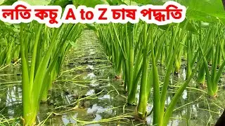 লতি কচু চাষের A to Z পদ্ধতি | Kochur Loti chas |  কচু চাষের A to Z