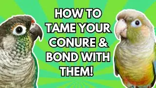 Green Cheeked Conure Bonding  Taming Tips | How to Bond With &  Tame a Green Cheek | BirdNerdSophie