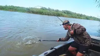 В ЭТОЙ ЯМЕ РЫБЫ МНОГО. ЖОР СОМА НА САРАНЧУ. Рыбалка на сазана. Ловля на жмых и саранчу.