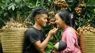 Longan harvest has arrived: Harvest super sweet longans  - The most simple moments at night
