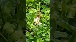 busy bee collecting honey from flower