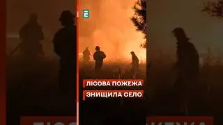 😰 Моторошна лісова 🔥пожежа знищила половину села Студенок на Харківщині! #еспресо #новини