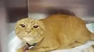 Very Angry Cat