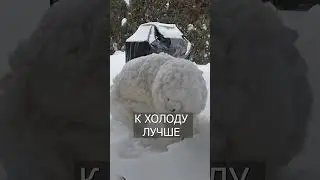 Эти СОБАКИ Спят в Снегу и Не Видят в Этом Проблемы