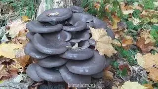 14 октября в Москве