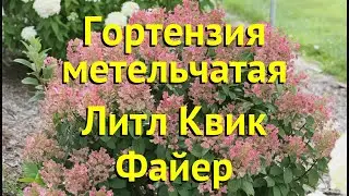 Гортензия метельчатая. Краткий обзор, описание характеристик hydrangea paniculata little quick fire