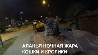 АЛАНЬЯ 29 АВГУСТА ГУЛЯЮ В 3 ЧАСА НОЧИ НА УЛИЦЕ КОШКИ И КРОЛИКИ РОМКА РОКЕР ТУРЦИЯ