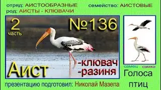 Аист-клювач. Аист-разиня. Голоса птиц