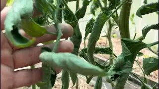 Скручивается лист томата!