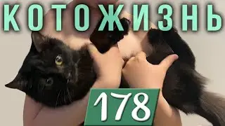 В ГОСТЯХ У КЛЯКСЫ🔸ЛИСА ГОНЯЕТ БЫКОВ🔸НАЧАЛИСЬ ОГОРОДЫ😻КОТОЖИЗНЬ!