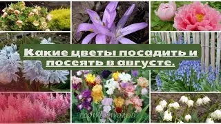 Какие цветы посадить и посеять в августе.💐