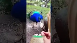 Девушка спасла Павлина и вот что получилось🦚 