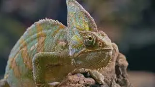 🐾🌿 Adapting to Survive: The Wonders of Animal Adaptation! 🌍🔍