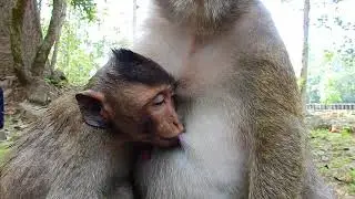 OOOH! Big Boy Monkey Still Nursing Mother Like That, So Cute Adorable Baby Dax!