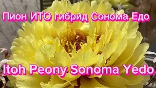 Пион ИТО гибрид «Сонома Едо», Itoh Peony «Sonoma Yedo»