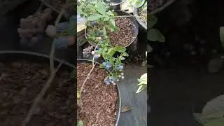 Всё!!! Последние ягоды!!!