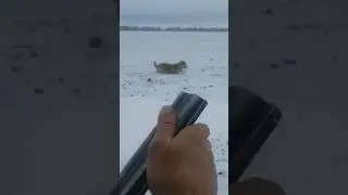 Охота на волка прямо в глаз 