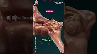 How Do We Hear? | Hearing Mechanism 🔉👂🏻