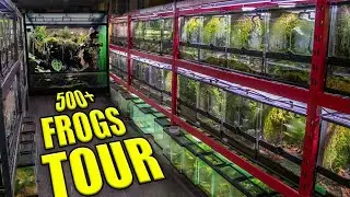 500+ FROGS in ONE ROOM?! | FROG ROOM TOUR 2022!!