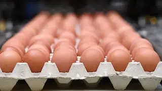 Egg recall due to salmonella concerns