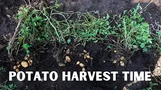 How Do You Know When Your Potatoes Are Ready to Harvest?