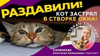 Раздавили кошку