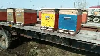 Вынос пчёл из зимовника (омшанника).