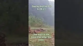 Deer by the Fire Pit 6/28/23