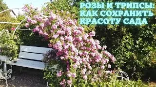 Розы и трипсы: как сохранить красоту сада