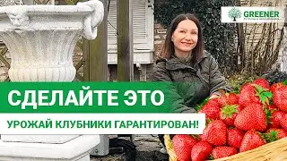 Как УКРЫВАТЬ клубнику: когда нужно, а когда НЕЛЬЗЯ? Секрет БОЛЬШОГО урожая!