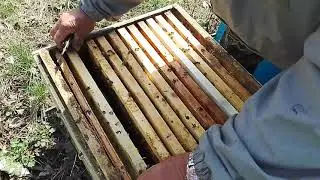 Когда ставить вощину . Смотрим результат.