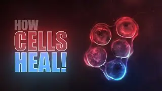 Heal diseases with food (and your own cells)!