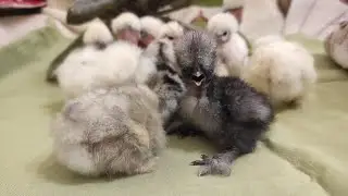 ЛУЧШЫЙ ИЗ ЛУЧШИХ ПЕНОПЛАСТОВЫХ ИНКУБАТОРОВ! ТЕПЛУША ЕВРО 88! СЕКРЕТ УСПЕШНОЙ ИНКУБАЦИИ!