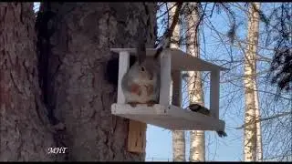 Из жизни Белочек